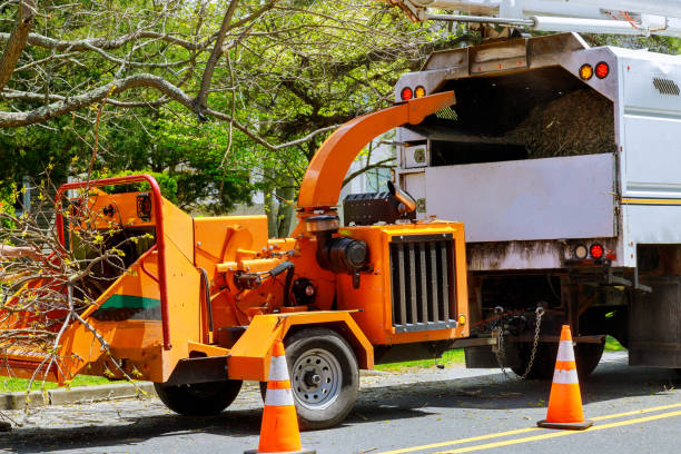 Tree and Shrub Care in St Cloud, MN